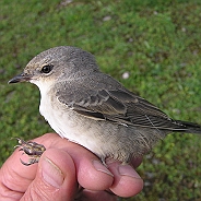 Höksångare, Sundre 20050726